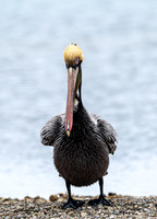 Stare Down!