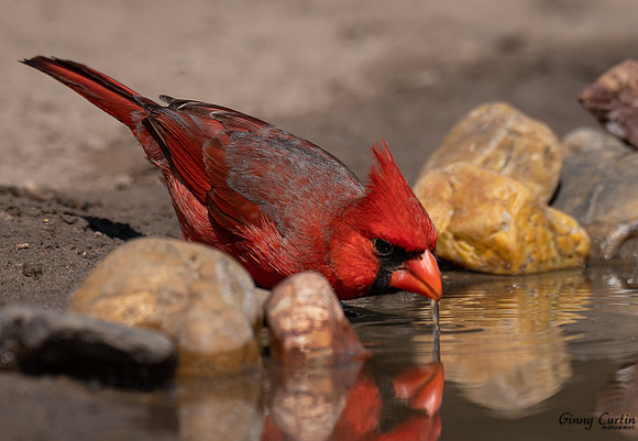 Male Cardinal Drinking