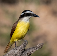 Kiskadee