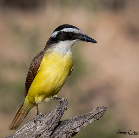 Kiskadee