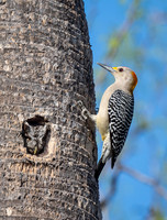 Neighbors!  Eastern Screech Owl and Golden-fronted Woodpecker
