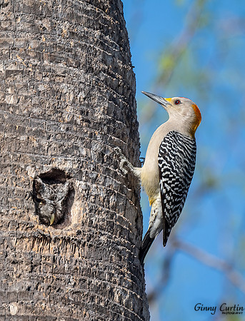 Neighbors!  Eastern Screech Owl and Golden-fronted Woodpecker