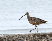 Long-billed Curlew