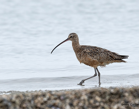 Long-billed Curlew