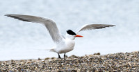 Caspian Tern Ready for Take Off!