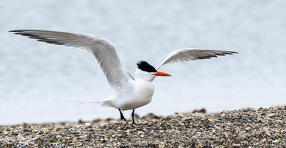 Caspian Tern Ready for Take Off!