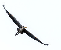 Soaring!
