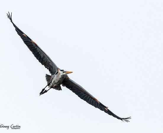 Soaring!
