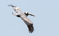 Brown Pelican in Flight