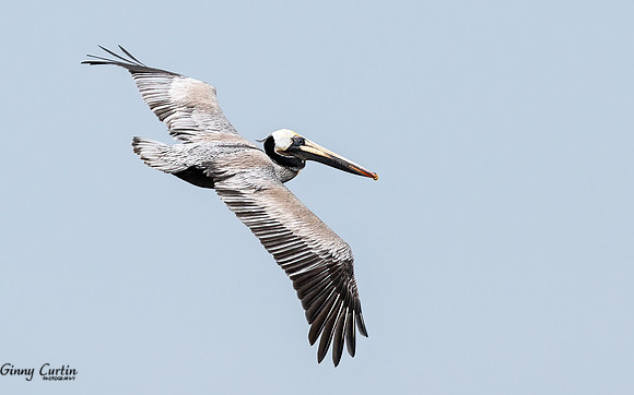 Brown Pelican in Flight