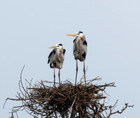 Home on the Nest!