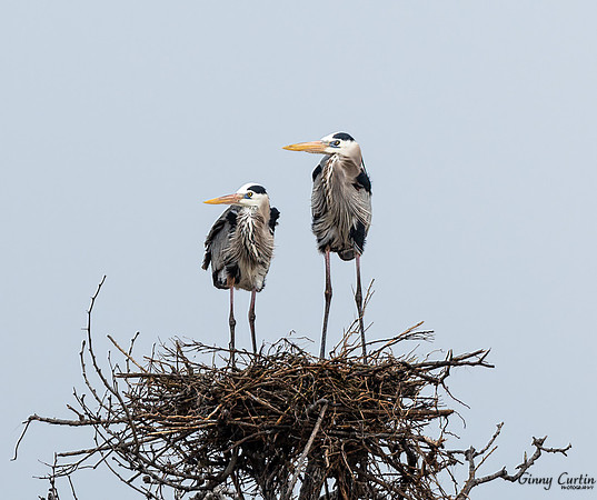 Home on the Nest!