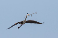Nesting Material!