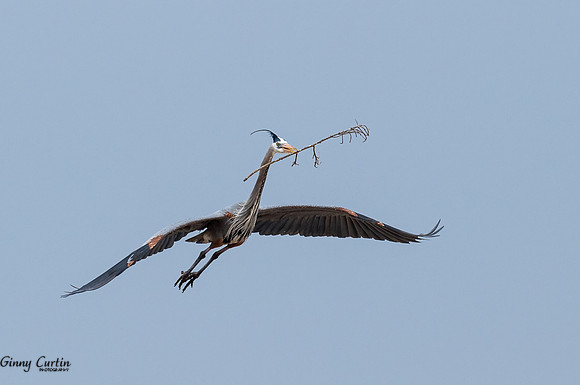 Nesting Material!