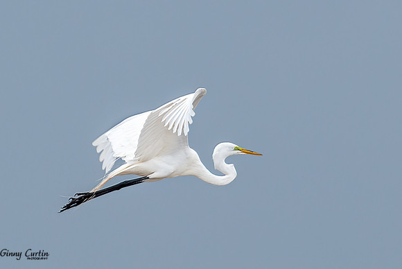 Great Egret in Flight
