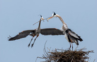 Will she accept the Nesting Material?