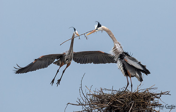 Will she accept the Nesting Material?