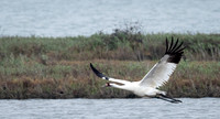 Whooping Crane in Flight