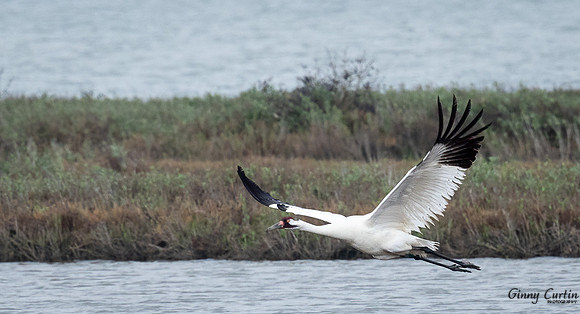 Whooping Crane in Flight