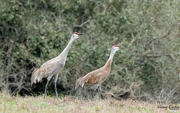 Sandhill Cranes calling their Friends!