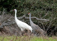 Whooping Crane and Sandhill Crane