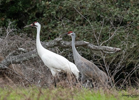 Whooping Crane and Sandhill Crane