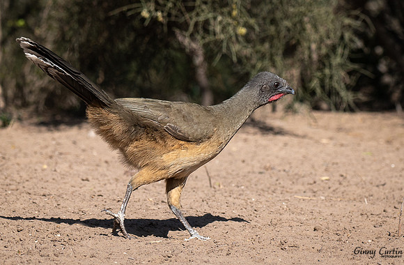 No, It's Not a Chicken...Its a Chachalaca!