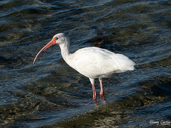 White Ibis