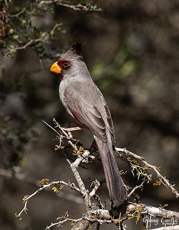 Stunning Pyrrhuloxia