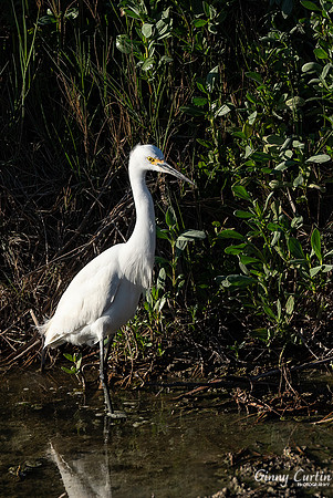 Snowy Egret