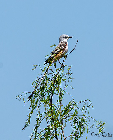 Scissor-tailed Flycatcher-How about that tail!!