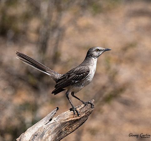 Mockingbird-The State Bird of Texas