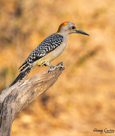 Golden-fronted Woodpecker