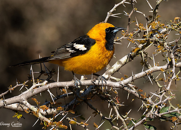 Hooded Oriole-male