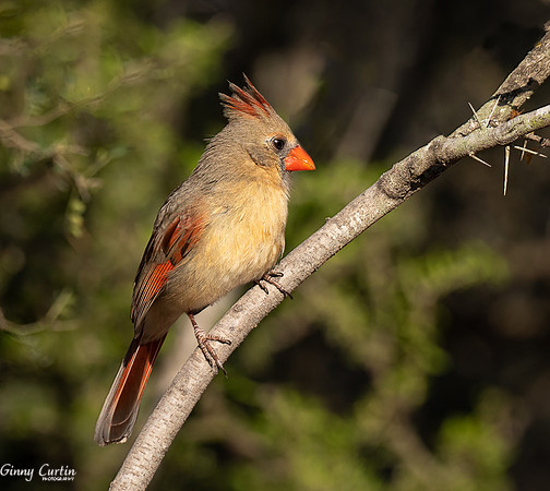 Female Cardinal.