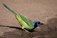 South Texas