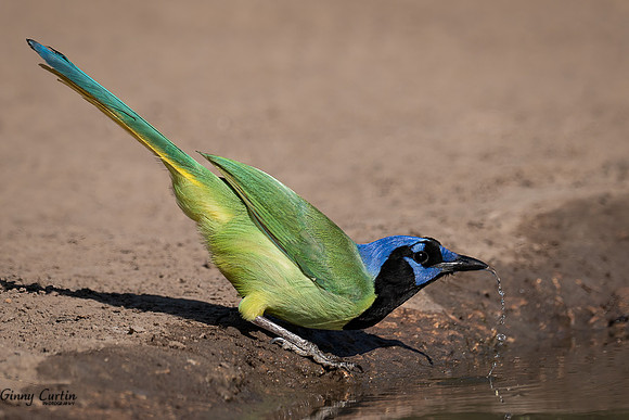 Green Jay Hydrating!