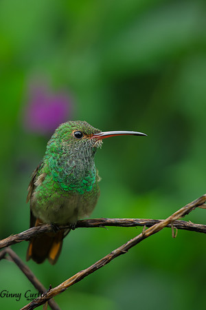 Rufous-tailed Hummingbird