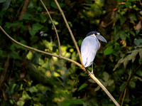 Boat-billed Heron