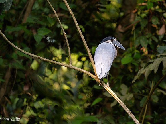 Boat-billed Heron