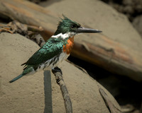 Amazon Kingfisher