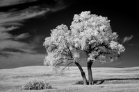 The Tree
