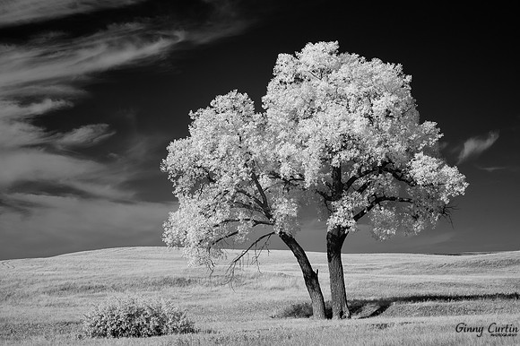 The Tree