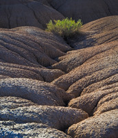 Lonely Bush