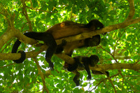 Monther and Youngster-Mantled Howler Monkey