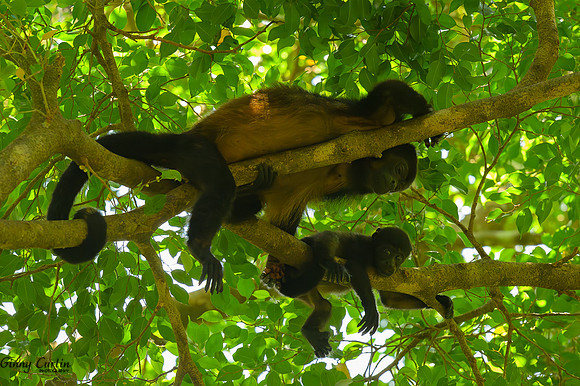 Monther and Youngster-Mantled Howler Monkey