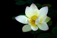 Lotus Reaching for Sun
