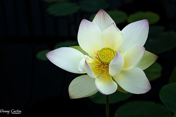 Lotus Reaching for Sun