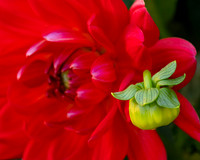 Dahlia and Bud