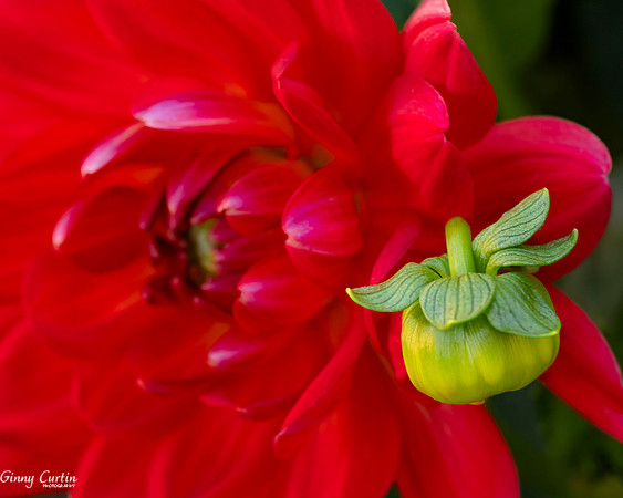 Dahlia and Bud